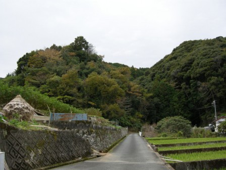 この山の上に桜の葉の畑があります