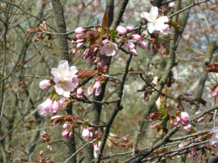 開花1