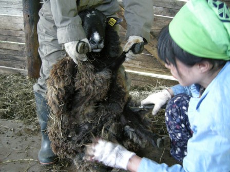 羊の毛刈り01