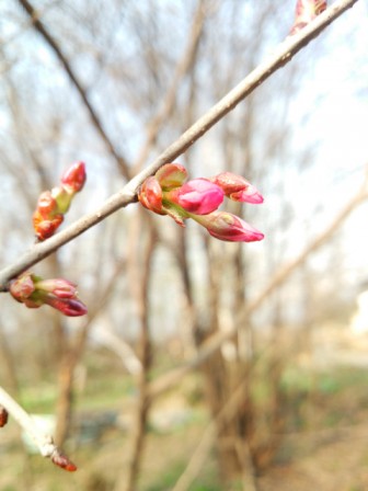 山桜